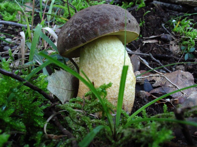 ancora Leccinum